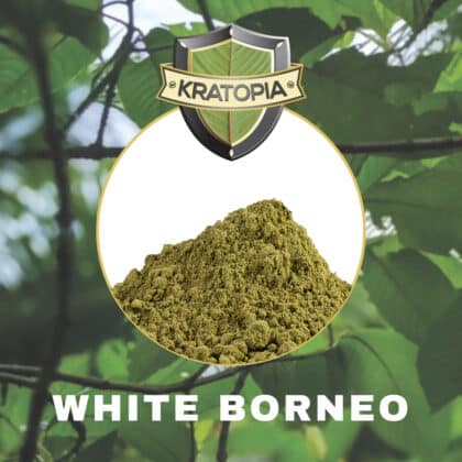 White Borneo Kratom zawartość Kratopia