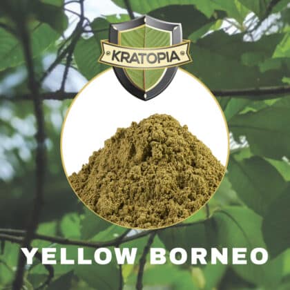 Yellow Borneo Kratom contenuti Kratopia