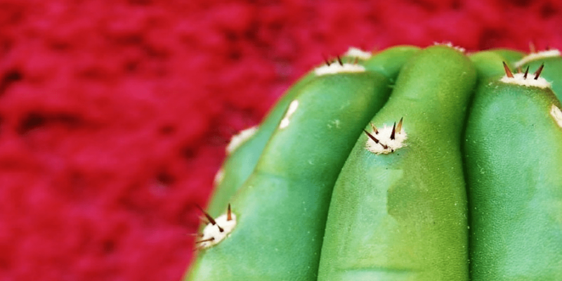 De fascinerende wereld van mescaline cactussen: San Pedro en Peyote.