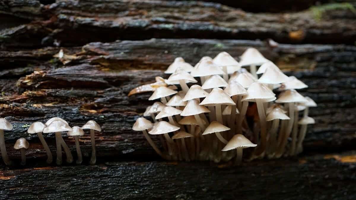 De basis van microdoseren met paddo's en truffels