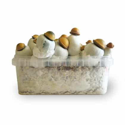 Marshmallow Kit di coltivazione per funghi - Headshop