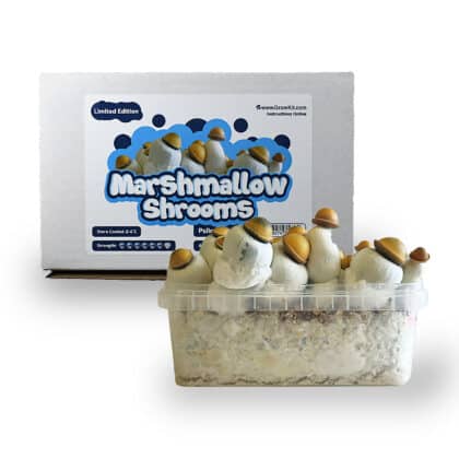 Marshmallow Kit di coltivazione funghi anteriore - Headshop