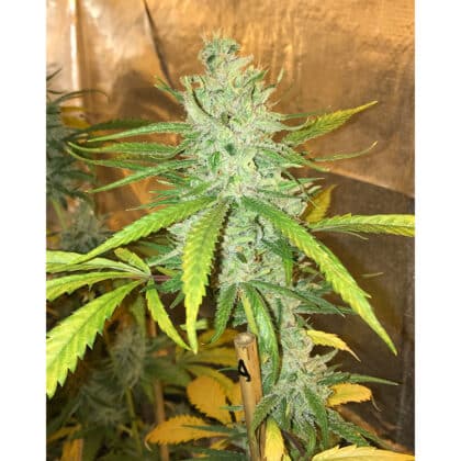 Amnesia Haze Soma Seeds cała roślina