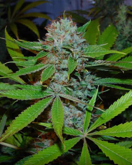 Buddha's Sister Soma Seeds wholeplant