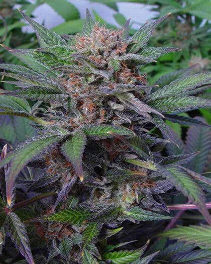 somango Autoflower Soma Seeds wholeplant